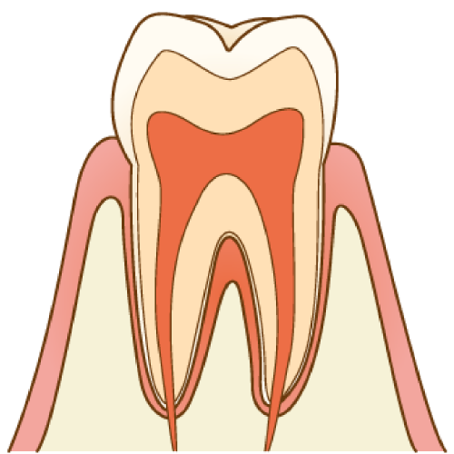 ⊕拡大：健康な歯の断面